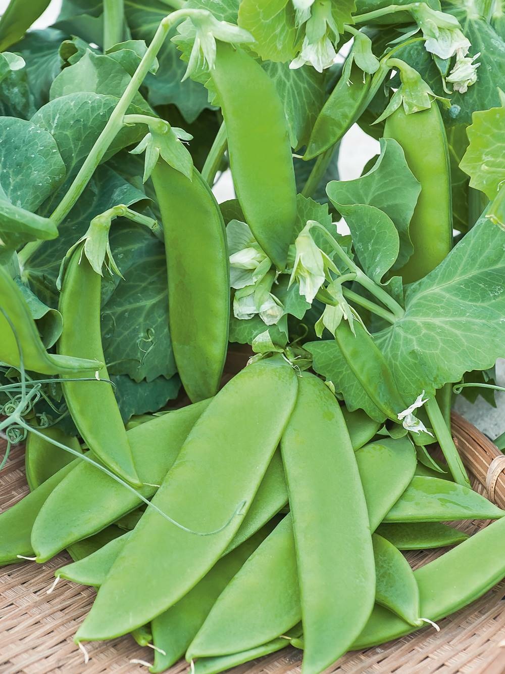 Pois normand - 150 g