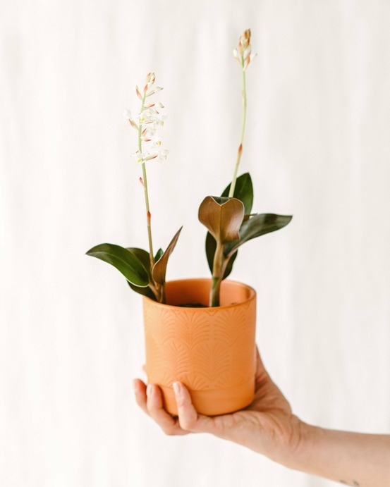 Mini ludisia discolor cm - plante d'intérieur