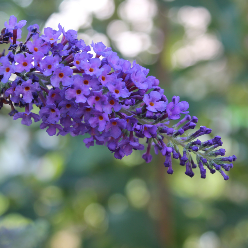 Arbre aux papillons lochinch - buddleja lochinch pot 3l