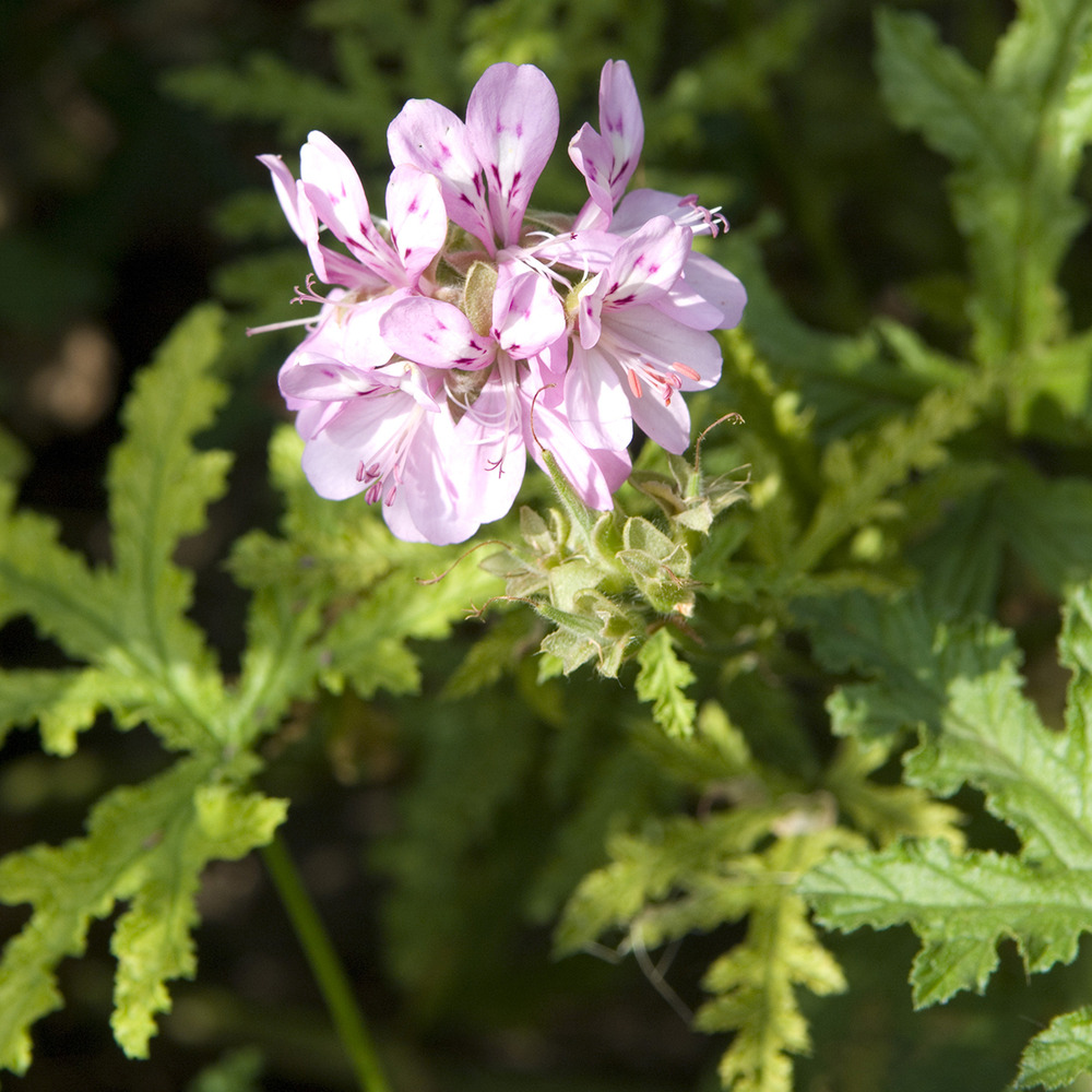 Pelargonium pseudoglutinosum godet de 8/9 cm