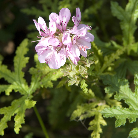 Pelargonium pseudoglutinosum godet de 8/9 cm