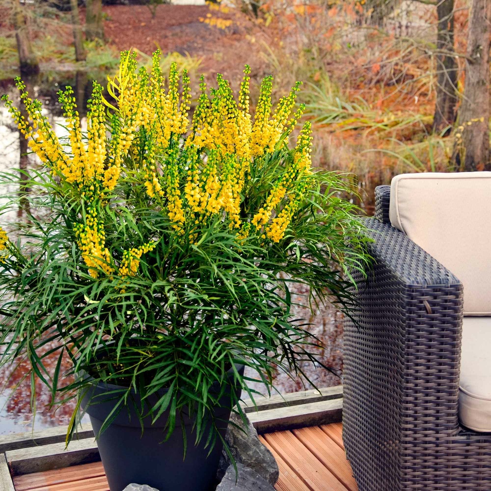 Mahonia soft caress - le pot / ø 9cm / hauteur livrée 15-20cm, vendu par lot de 4