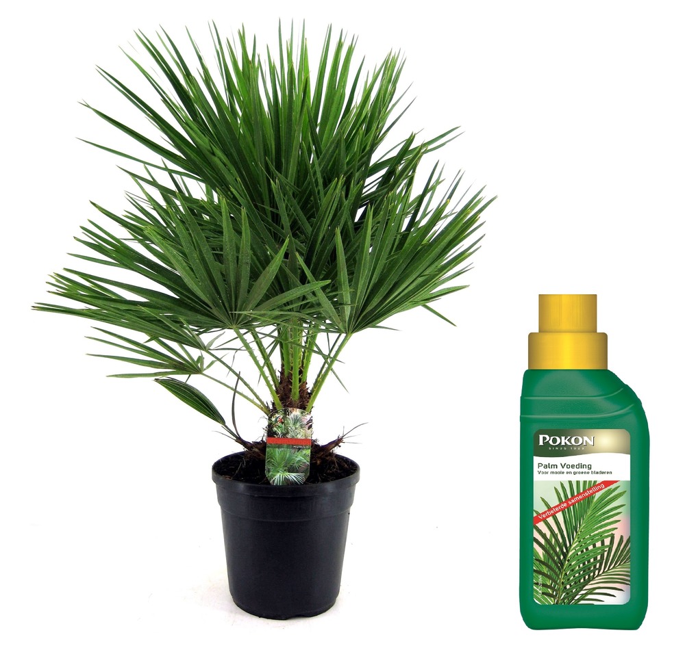 Palmier nain - chamaerops humilis - hauteur 70-80cm - ⌀21cm