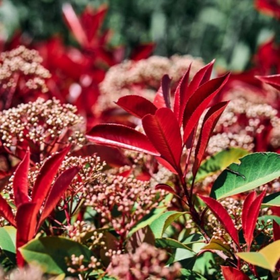 Photinia de fraser 'little red robin' (photinia x fraseri 'little red robin')