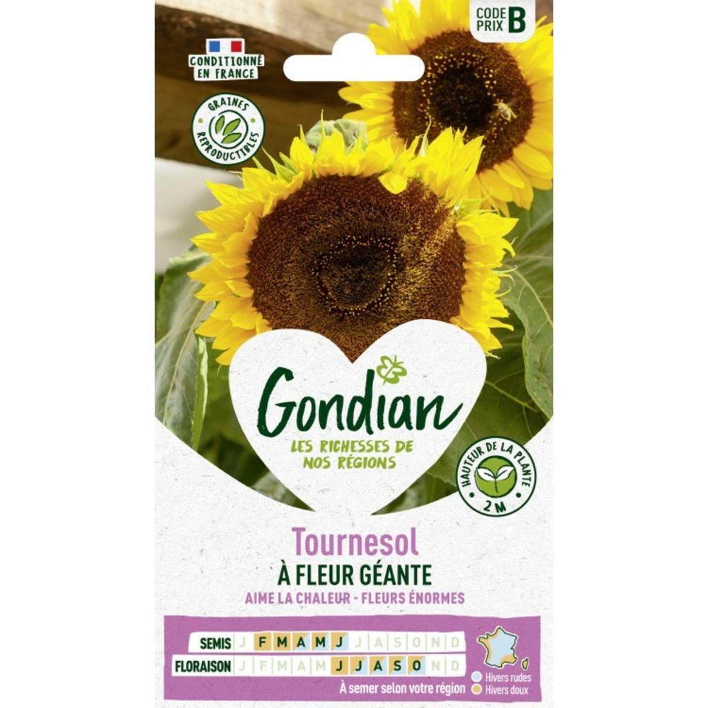 Tournesol a fleur géante