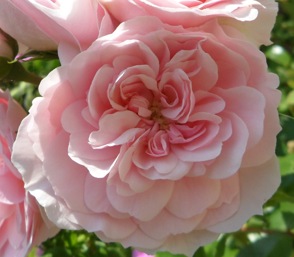 Rosier à massif 'bonica'® pot de 3l/4l