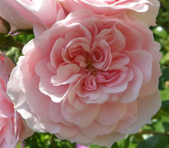 Rosier à massif 'bonica'® pot de 3l/4l