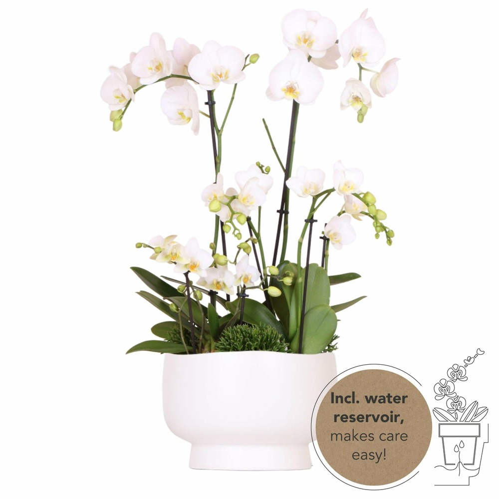 Orchidées blanches et Rhipsalis avec réservoir d'eau inclus