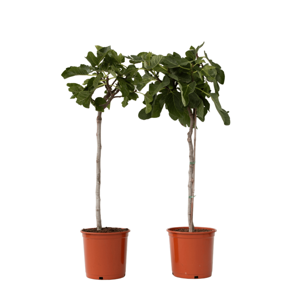 Figuier de barbarie - set de 2 - ficus carica - hauteur 70-90cm - ⌀21cm