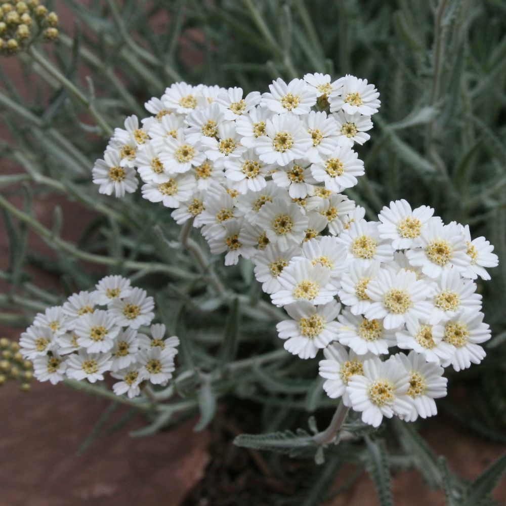 Achillée kellereri godet de 8/9 cm