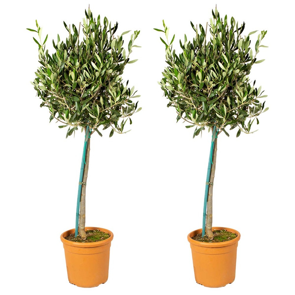 Lot de 2 - olea europaea - olivier sur tige - plantes de jardin - 80-100 cm de haut - pot 19 cm