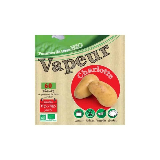 Charlotte biologique 60 plants de pomme de terre