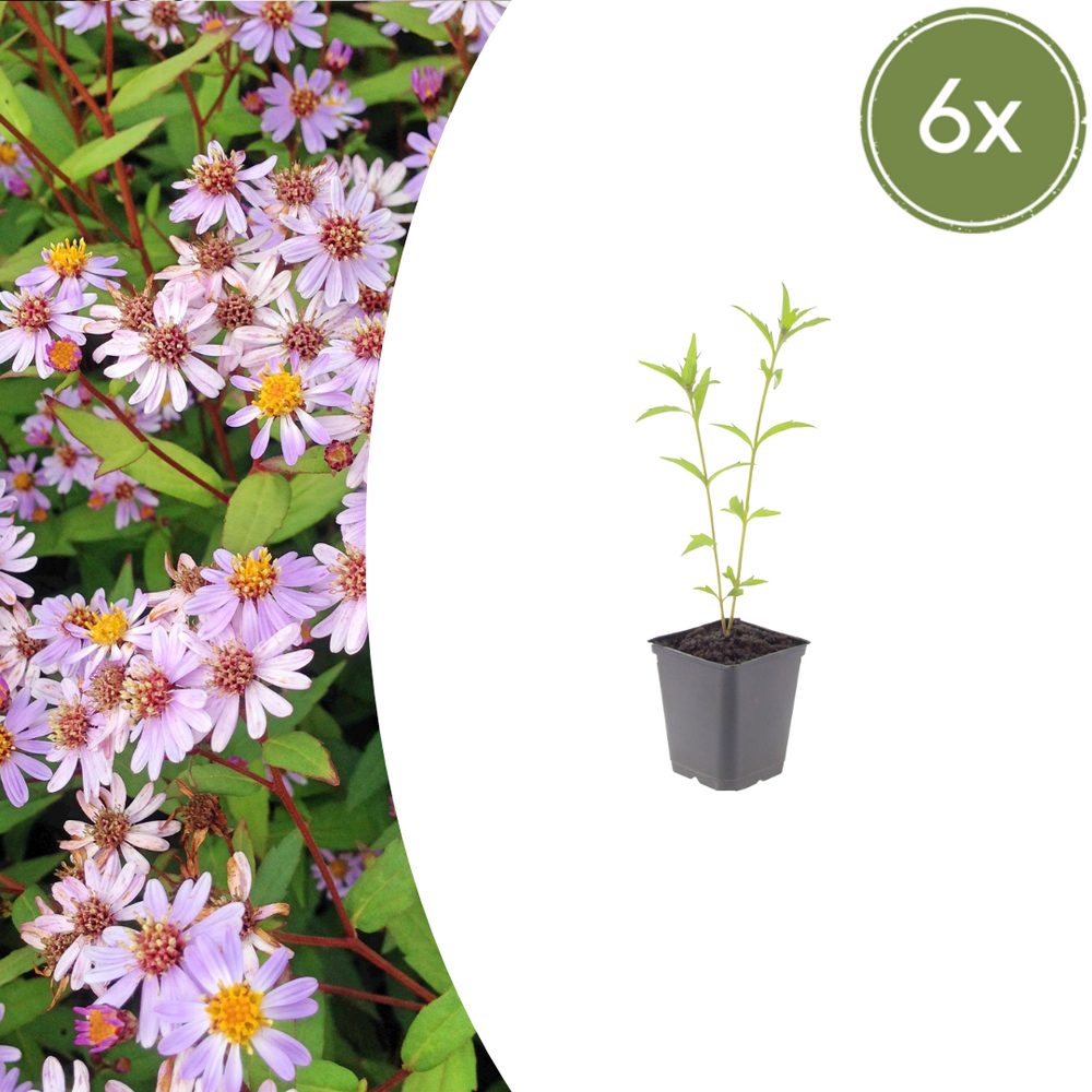 Lot de 60 - marguerite du japon (kalimeris incisa) 'blue star'