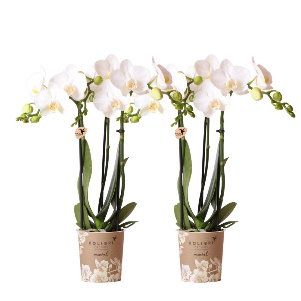 Plante d'intérieur - orchidée phalaenopsis blanche - lot de 2 35cm