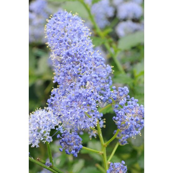 Lilas de californie 'repens' - en pot de 3 litres