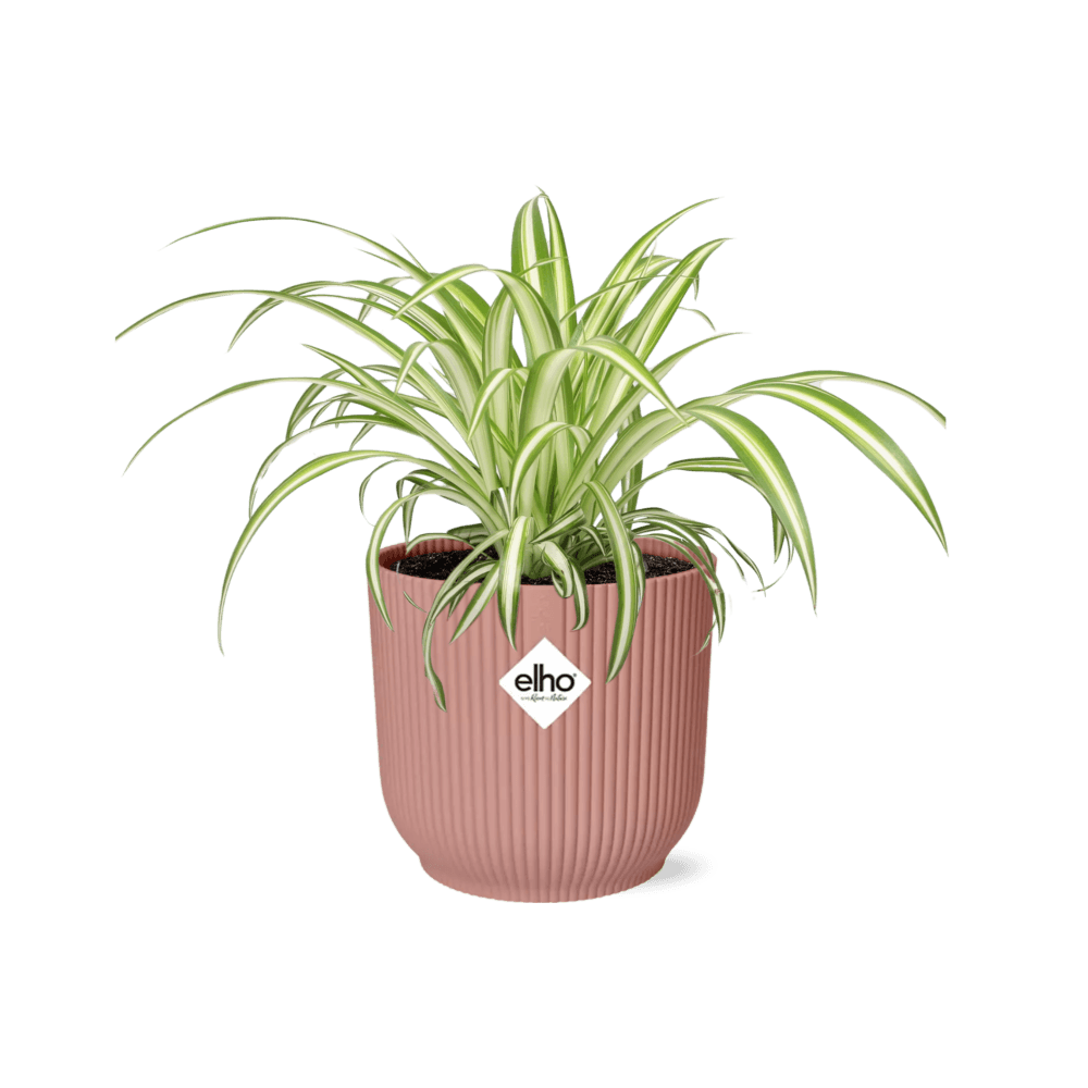 Chlorophytum comosum variegatum in elho vibes fold 14cm roze - plantes d'intérieur