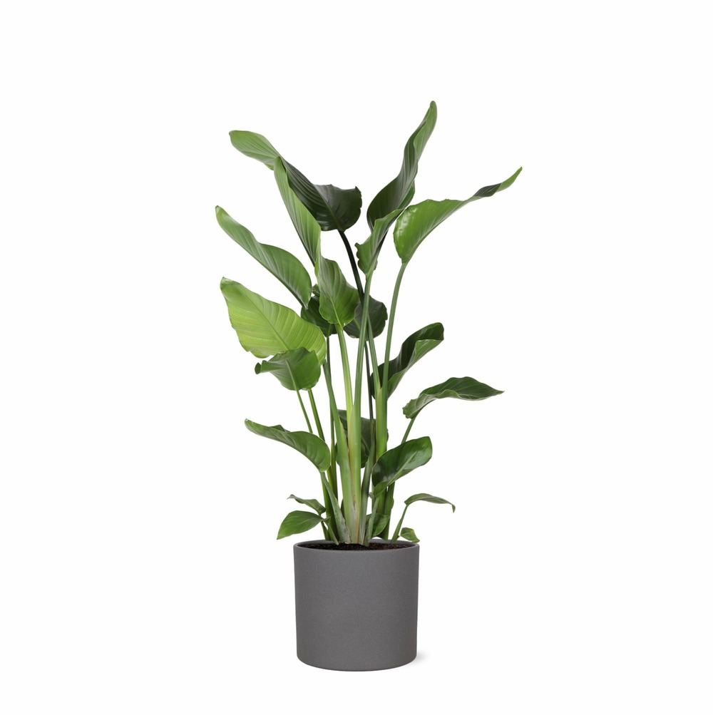 Strelitzia nicolai et son pot anthracite - hauteur 120cm
