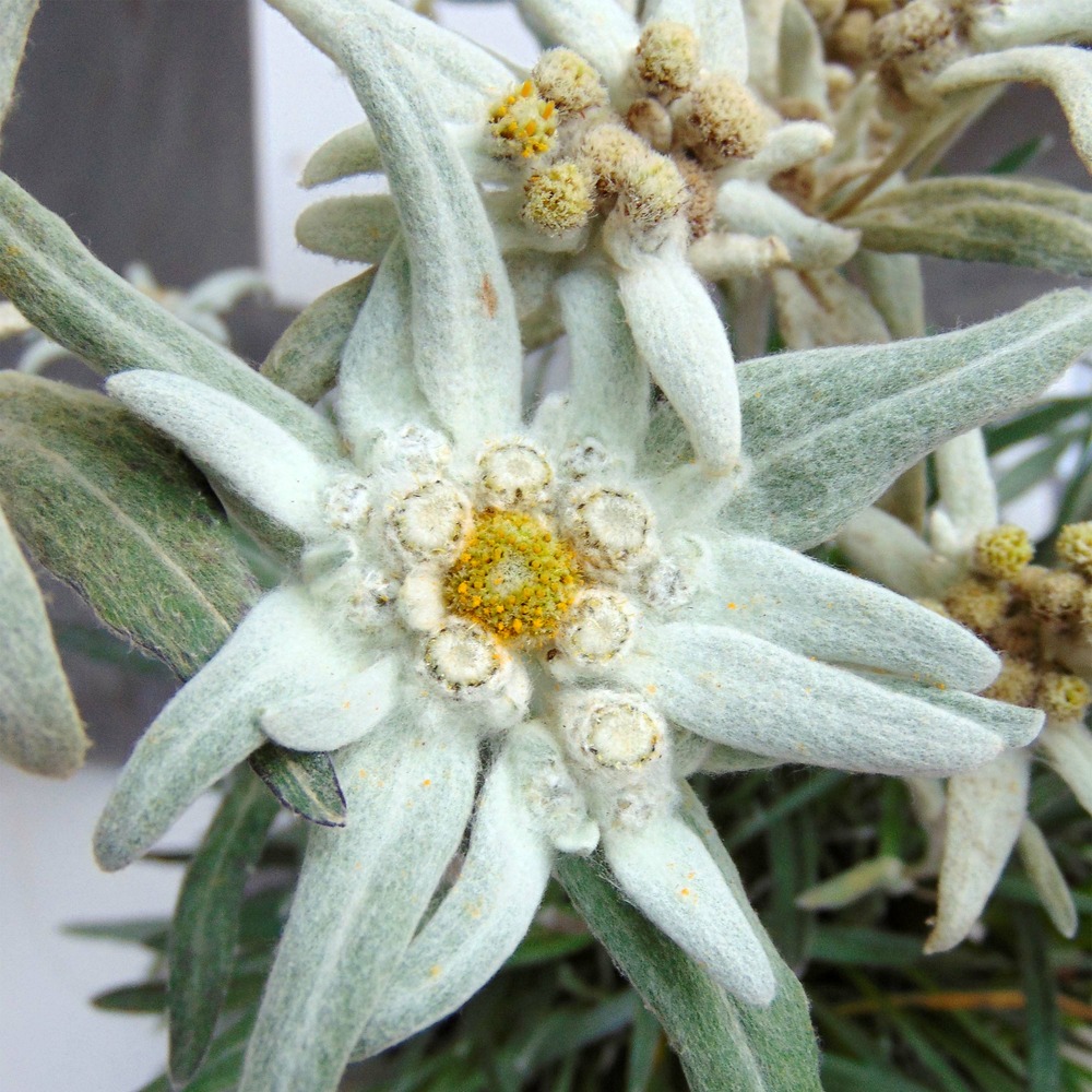 Edelweiss des alpes 'blossom of snow' godet de 8/9 cm