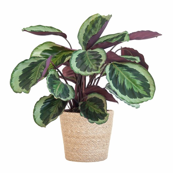 Calathea medaillon et son pot panier naturel - hauteur 65cm