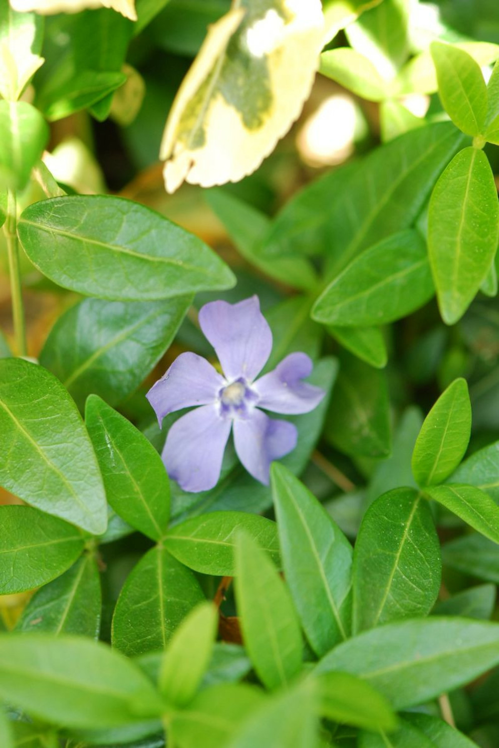 Petite pervenche - en pot de 1,3 litres
