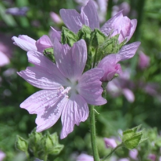 Graines de fleurs malope trifida rose environ 250 grains * 5 sachets