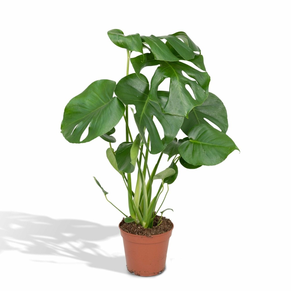 Monstera deliciosa h55 cm