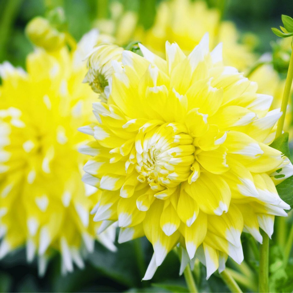 Dahlia seattle grandes fleurs - coffret de 24 bulbes