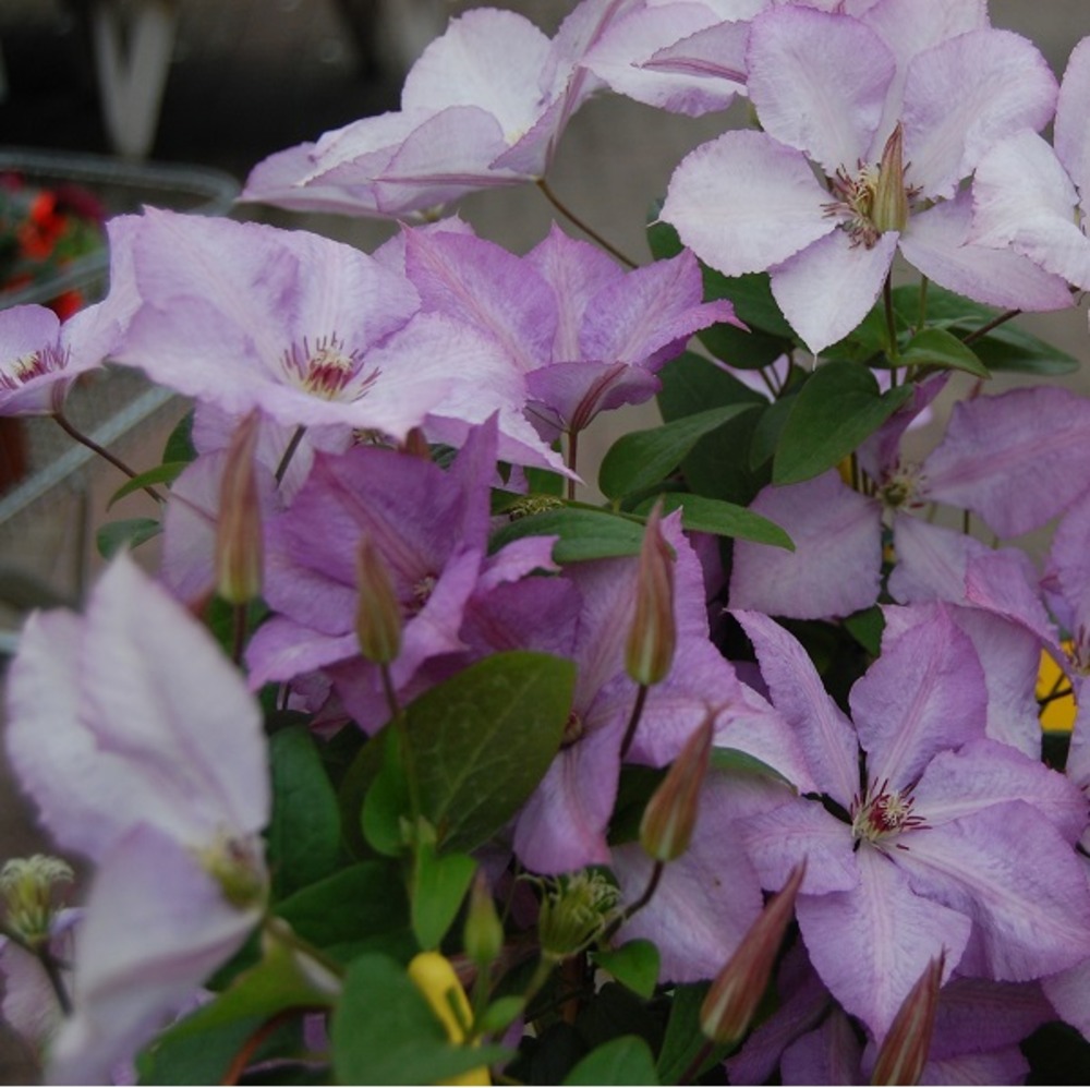 2 X Cl matite Des Montagnes Clematis margaret Hunt 50 60 Cm Pot 2-x-cl-matite-des-montagnes-clematis-margaret-hunt-50-60-cm-pot