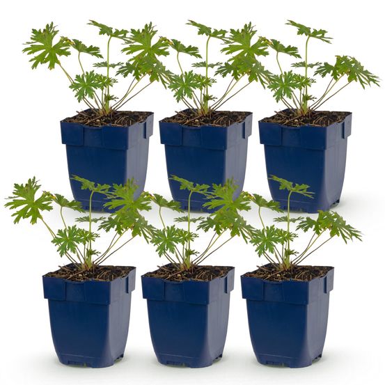 Géranium vivace 'johnson's blue' - lot de 6 - pot 11 cm - hauteur 25 cm - plante d'extérieur