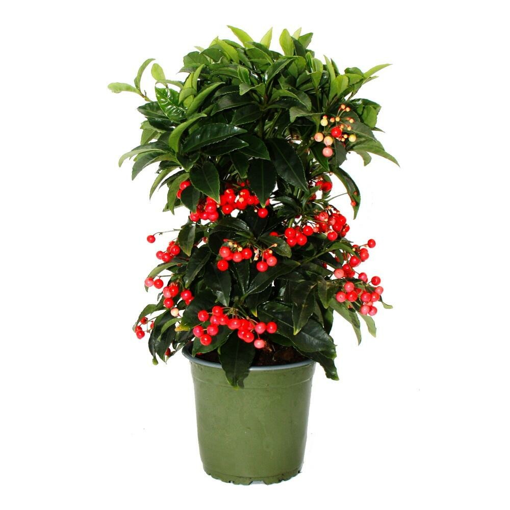 Ardisia crenata - pot 14cm - hauteur environ 45cm