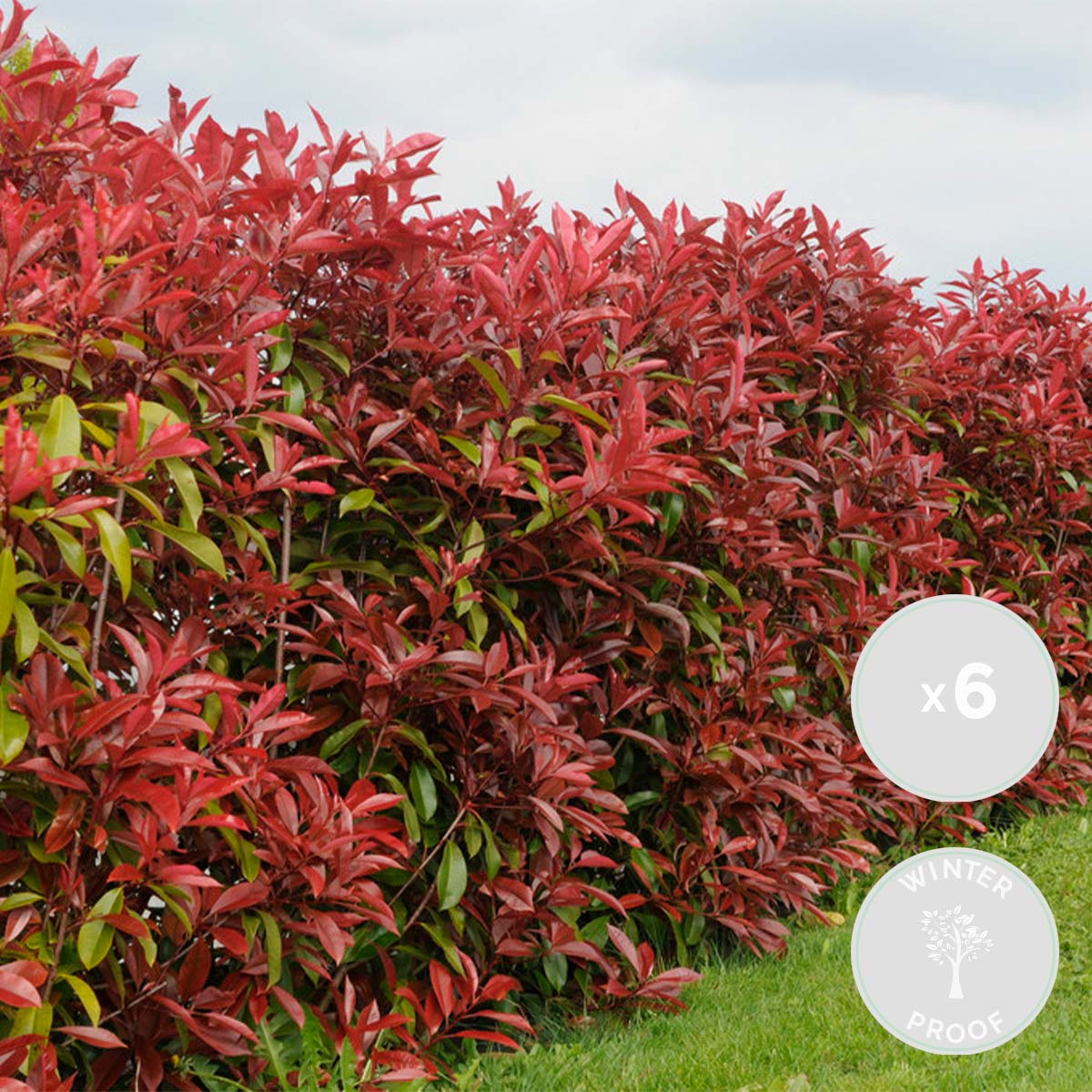 6x photinia 'red robin' - néflier brillant - plante d'extérieur - rustique - ⌀9 cm - ↕25-35 cm