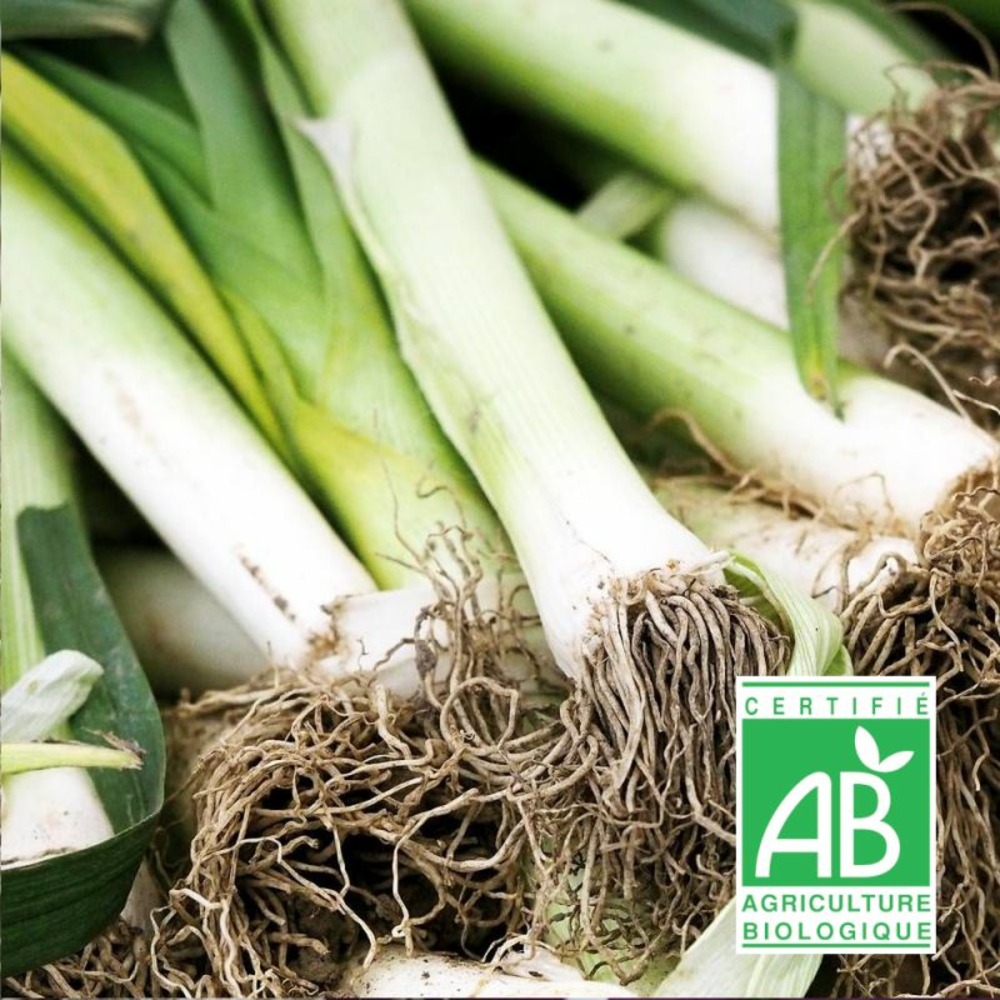 Graines de poireau de carentan 2 - sans traitement - vilmorin sachet