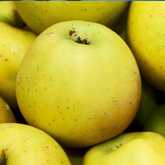 Pommier tentation® 'delblush' pot de 10 litres - simple u