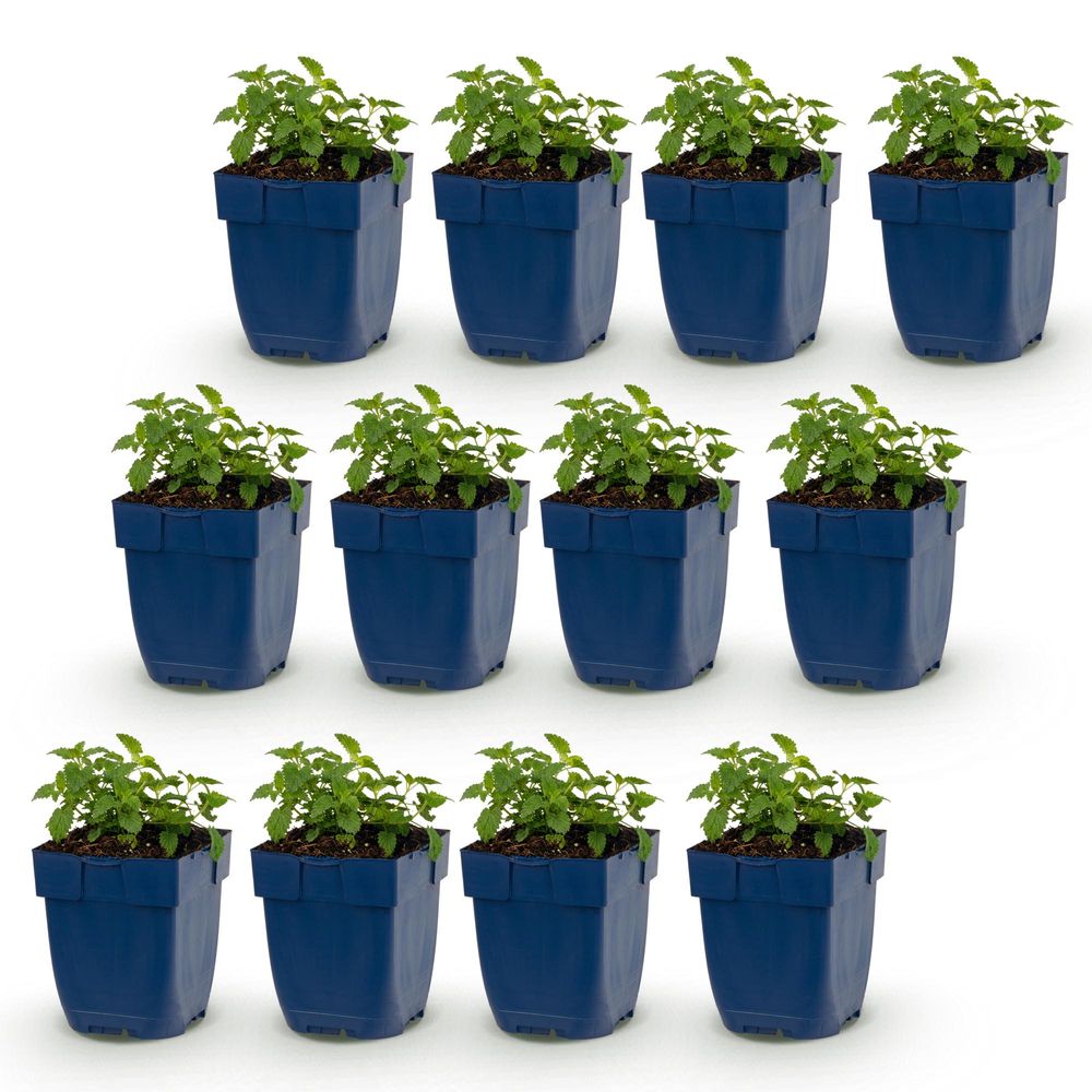 Népéta 'snowflake' - lot de 12 - pot 11 cm - hauteur 25 cm - plante d'extérieur