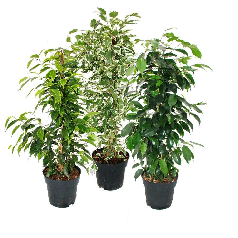 Ficus benjamini - lot de 3 - anastasia - twighlight - danielle en pot de 17cm