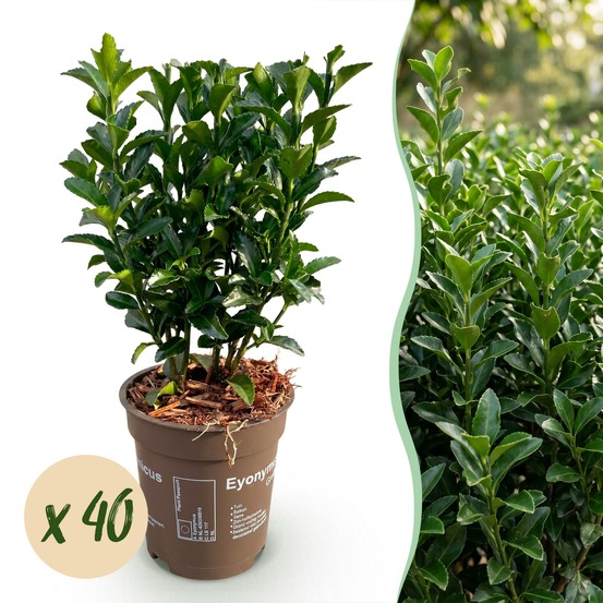 Fusain green spire - lot de 40 - pot 9 cm - hauteur 20-25 cm