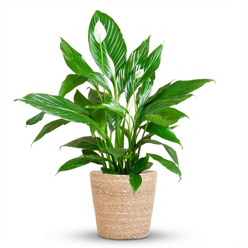 Spathiphyllum - plantes d'intérieur