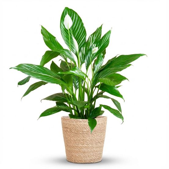 Spathiphyllum - plantes d'intérieur