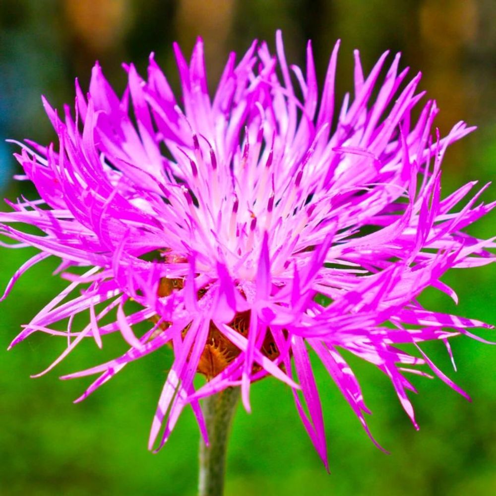 3 centaurées 'pulcherrima' (centaurea)