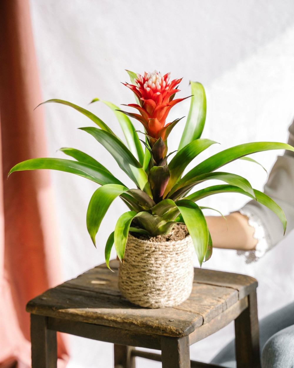 Bromelia hope 43cm - plante d'intérieur