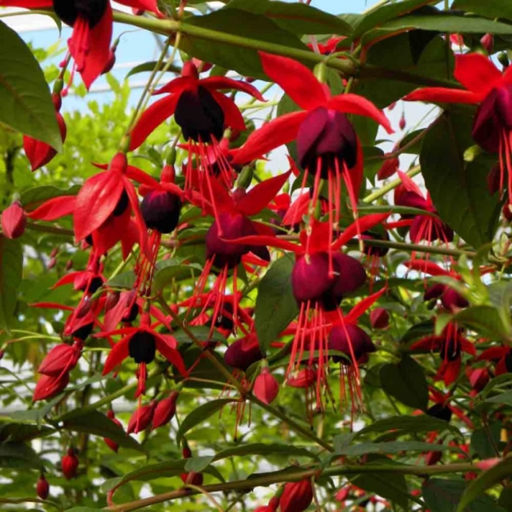 Fuchsia 'lady boothby®' godet de 8/9 cm