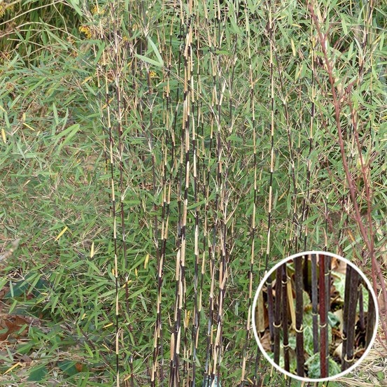 Bambou non traçant 'jiuzhaigou deep purple' pot de 4l/5l