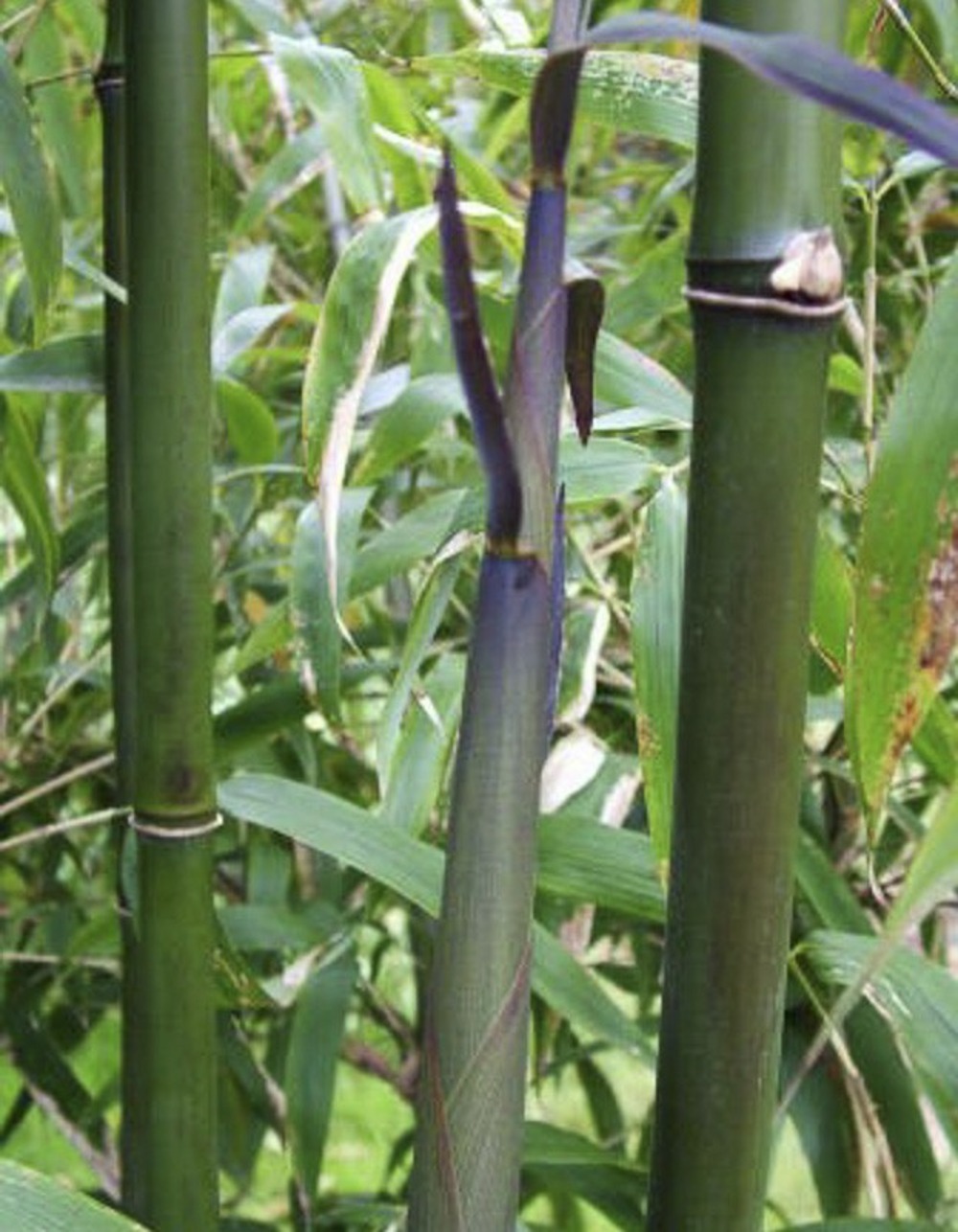 Bambou peu traçant 'viridis' pot de 4l/5l