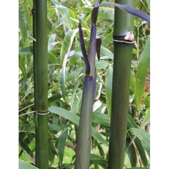 Bambou peu traçant 'viridis' pot de 4l/5l