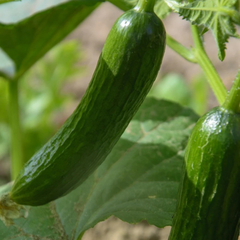 Plant de concombre gynial hf1 godet