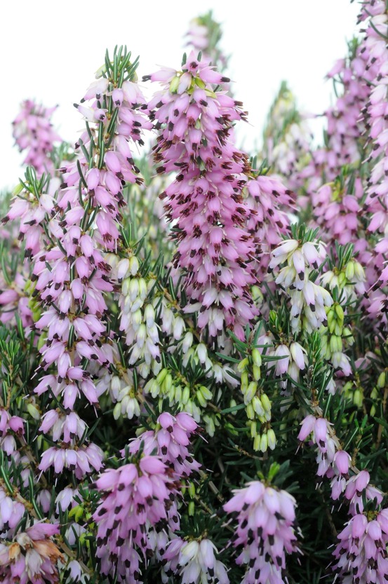 Bruyère d'hiver 'darley dale' - en pot de 2 litres