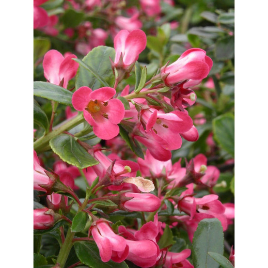Escallonia pride of donard pot de 7,5l - 60/80 cm