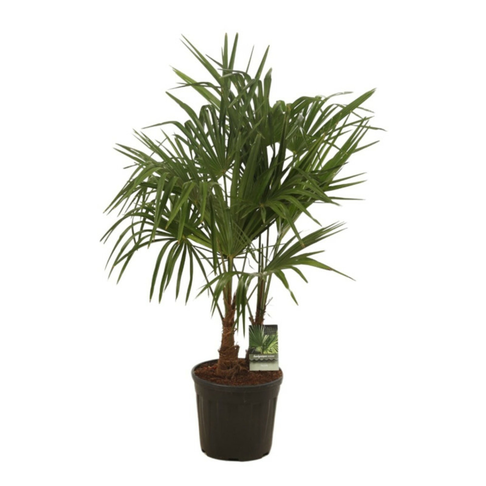 Palmier chanvre trachycarpus fortunei 100 à 120 cm pot 10l 2 troncs