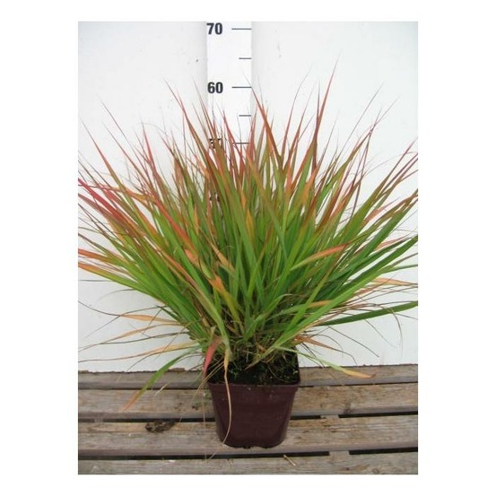 Eragrostis 'purple lovegrass' - en pot de 3 litres