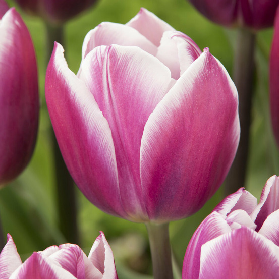 10 tulipes triomphe synaeda blue - le sachet de 10 bulbes / circonférence 12cm+, vendu par lot de 4